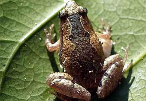 Kỳ thú nhái bầu hoa bé nhưng rất 'to mồm' ở Việt Nam