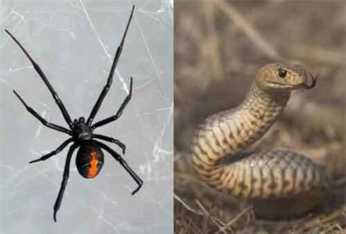 Rắn cực độc tử chiến nhện độc không kém và kết quả 'choáng'