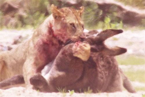 CLIP: Sư tử trổ tài săn lừa trong chớp mắt