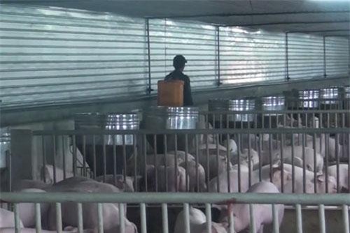 Nghệ An là tỉnh thứ 17 phát hiện dịch tả lợn châu Phi