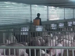Nghệ An là tỉnh thứ 17 phát hiện dịch tả lợn châu Phi