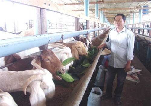 Chuyện làm giàu: Trở thành tỷ phú từ ... 1 con dê