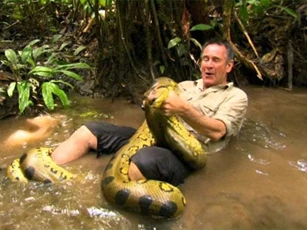 Clip: Liều mạng tóm gọn trăn khổng lồ trong rừng Amazon