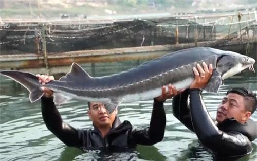 Phát triển cá tầm: Hướng đi hiệu quả trong ngành thủy sản