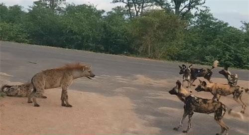 CLIP: Linh cẩu mẹ liều mạng chiến đấu với chó hoang bảo vệ con