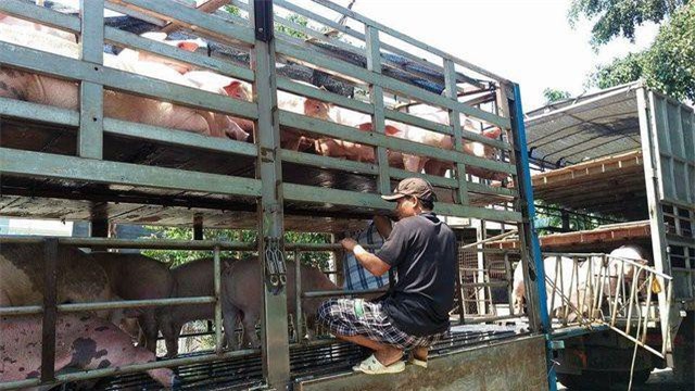 Đồng Nai lập các chốt kiểm dịch ngăn chặn dịch tả lợn châu Phi