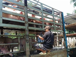 Đồng Nai lập các chốt kiểm dịch ngăn chặn dịch tả lợn châu Phi