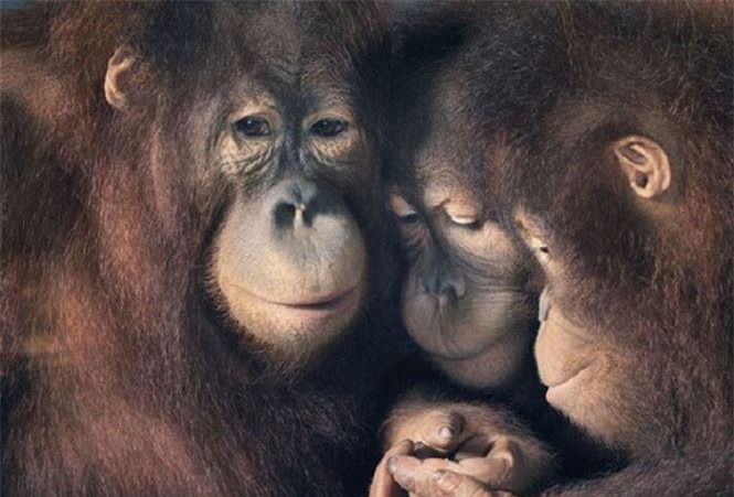 Động vật có cảm xúc giống như con người không?