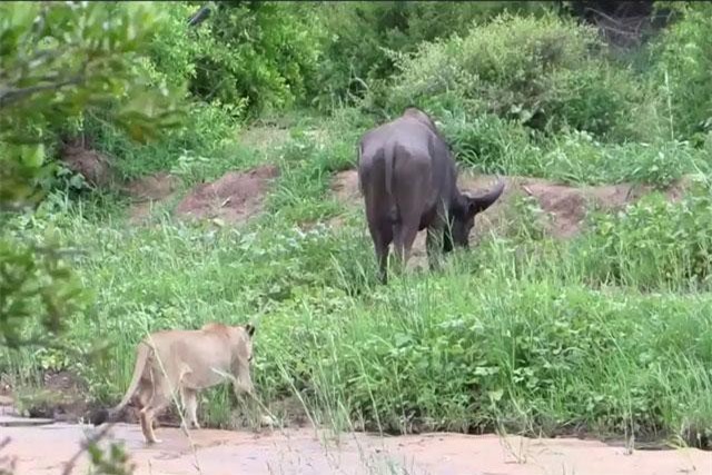 Clip: Trâu rừng bị bầy sư tử đoạt mạng vì quá ham ăn