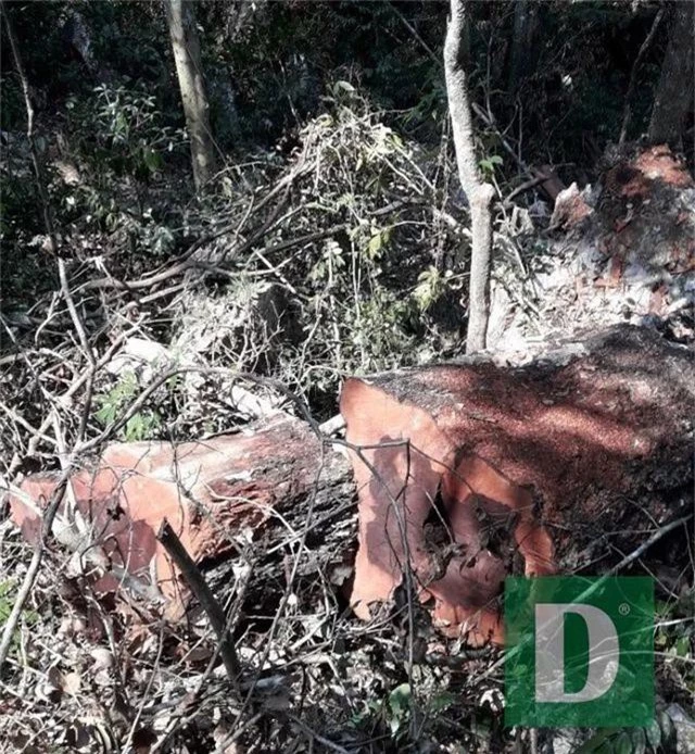 Rừng gỗ quý ở Phong Nha - Kẻ Bàng bị phá chỉ cách đồn biên phòng... 1km - 1