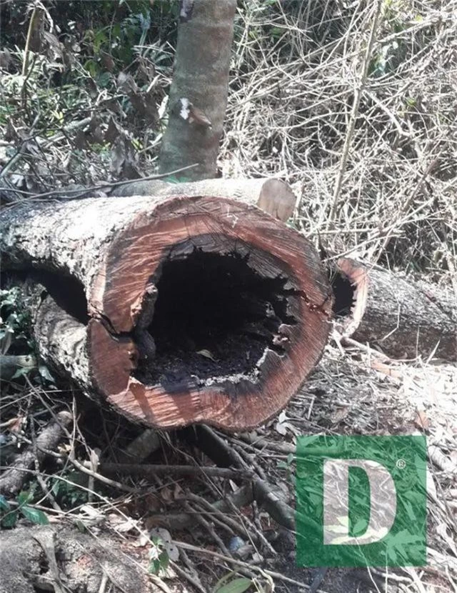 Rừng gỗ quý ở Phong Nha - Kẻ Bàng bị phá chỉ cách đồn biên phòng... 1km - 2