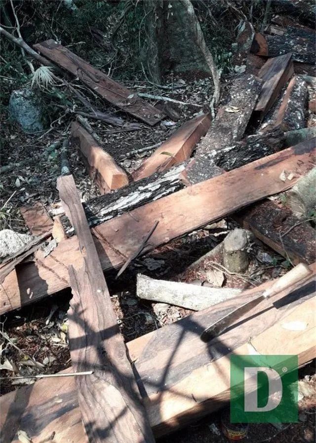 Rừng gỗ quý ở Phong Nha - Kẻ Bàng bị phá chỉ cách đồn biên phòng... 1km - 3