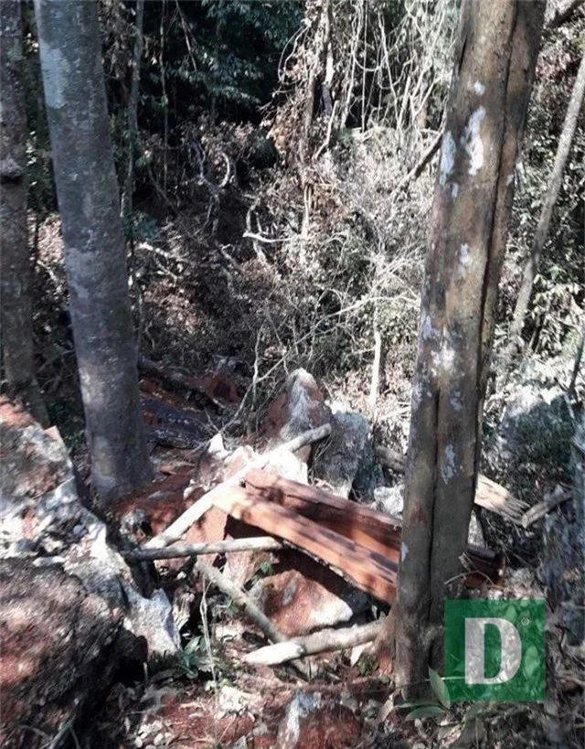 Rừng gỗ quý ở Phong Nha - Kẻ Bàng bị phá chỉ cách đồn biên phòng... 1km - 4