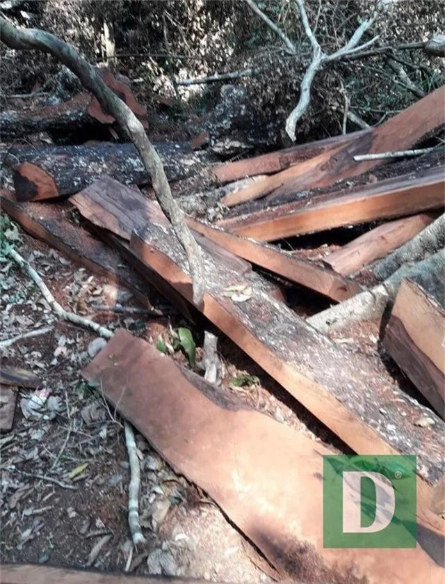 Rừng gỗ quý ở Phong Nha - Kẻ Bàng bị phá chỉ cách đồn biên phòng... 1km - 7