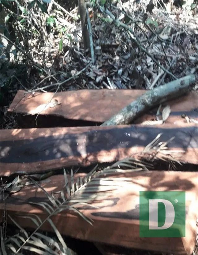 Rừng gỗ quý ở Phong Nha - Kẻ Bàng bị phá chỉ cách đồn biên phòng... 1km - 8