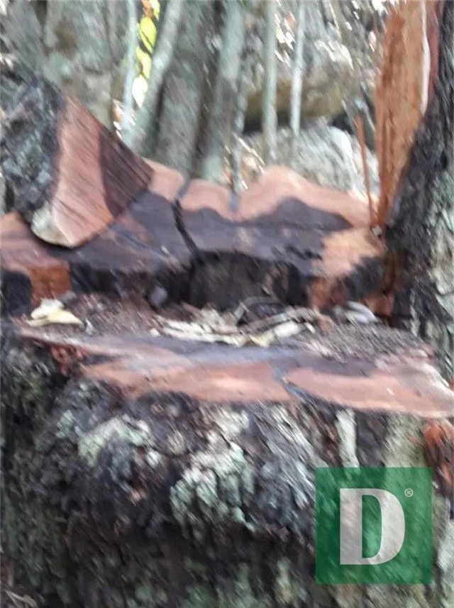 Rừng gỗ quý ở Phong Nha - Kẻ Bàng bị phá chỉ cách đồn biên phòng... 1km - 9