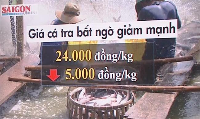 Giá cá tra chìm nổi vì tâm lý "ăn xổi"