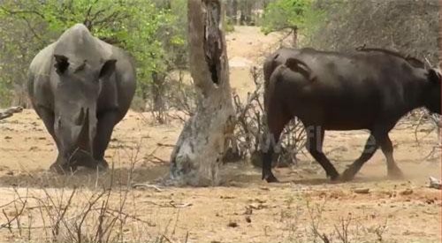CLIP: Cả đàn trâu phải nhún nhường tê giác