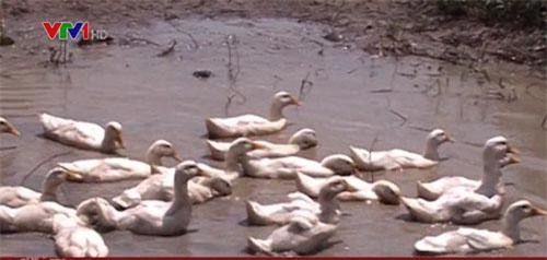 Nguy cơ bùng phát dịch cúm gia cầm từ vịt chạy đồng tại Cà Mau