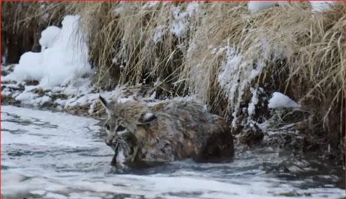 CLIP:  Linh miêu liều mình săn chuột xạ hương