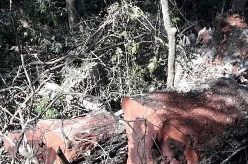 Rừng gỗ quý ở Phong Nha - Kẻ Bàng bị phá chỉ cách đồn biên phòng... 1km
