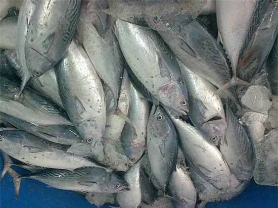 CPTPP: Cơ hội cho cá ngừ đông lạnh xuất sang Mexico