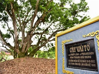 Bí ẩn cây vải tổ 200 năm được xác lập kỷ lục lâu đời nhất Việt Nam