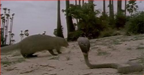 CLIP: Cầy mangut hạ gục rắn hổ mang trong chớp mắt