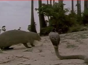 CLIP: Cầy mangut hạ gục rắn hổ mang trong chớp mắt