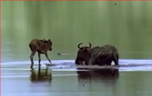 CLIP: Linh dương mẹ bị lầy, con non phải đương đầu với đàn sư tử