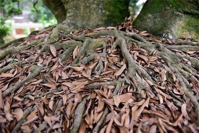 Bí ẩn cây vải tổ 200 năm được xác lập kỷ lục lâu đời nhất Việt Nam - 10