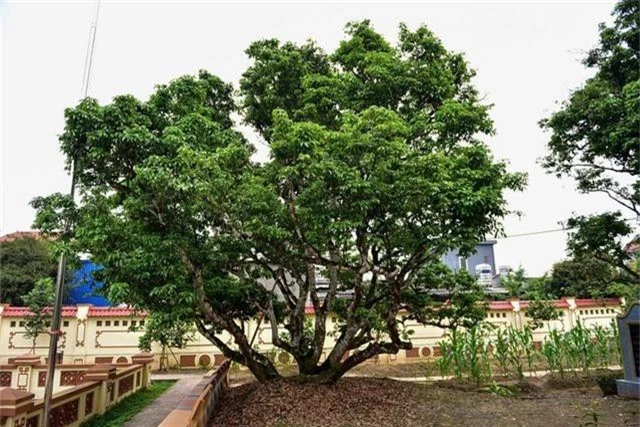 Bí ẩn cây vải tổ 200 năm được xác lập kỷ lục lâu đời nhất Việt Nam - 12