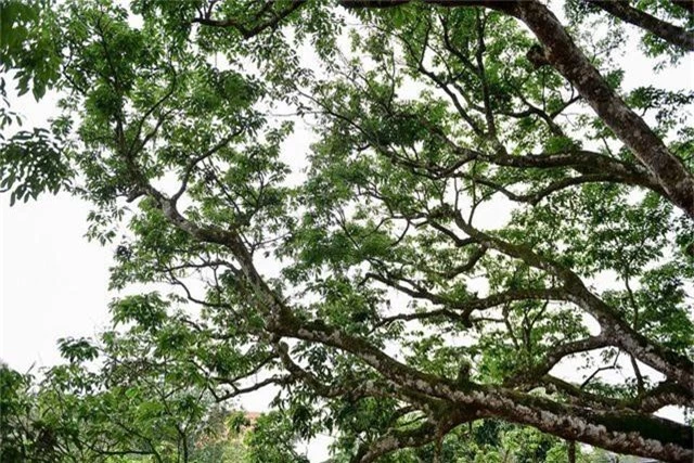 Bí ẩn cây vải tổ 200 năm được xác lập kỷ lục lâu đời nhất Việt Nam - 4