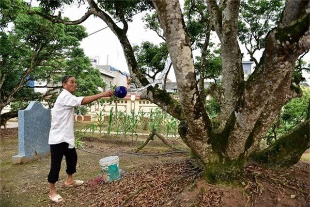 Bí ẩn cây vải tổ 200 năm được xác lập kỷ lục lâu đời nhất Việt Nam - 6
