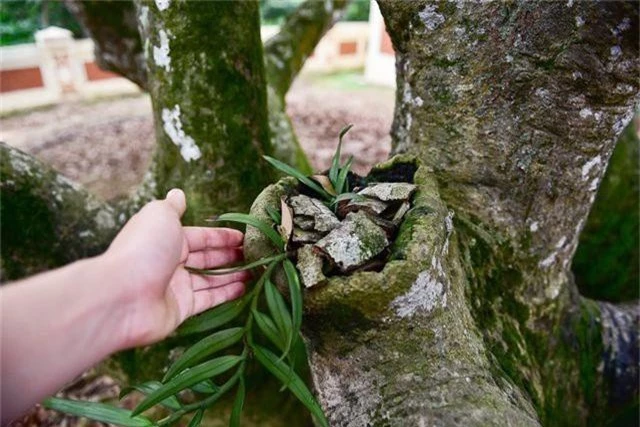 Bí ẩn cây vải tổ 200 năm được xác lập kỷ lục lâu đời nhất Việt Nam - 8