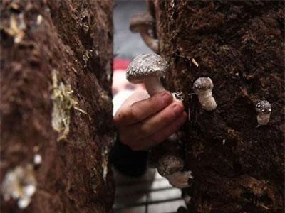 Ăn nấm tốt cho não bộ như thế nào?