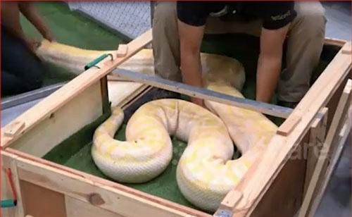 CLIP: Rợn người cảnh lôi cổ trăn khổng lồ ra khỏi thùng ở Thái Lan