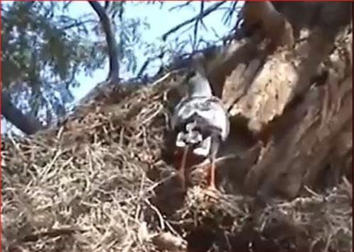 CLIP: Đang săn chuột, rắn hổ mang vàng bị diều hâu rình rập và cái kết