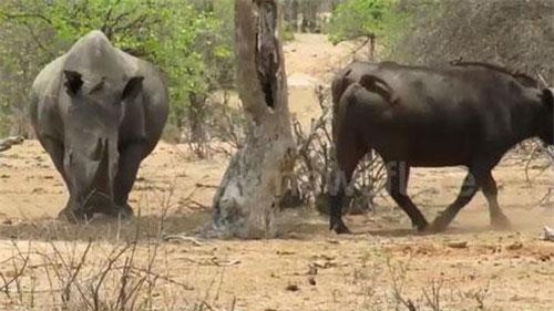 CLIP HOT (15/3): Cầy mangut hạ gục rắn hổ mang trong chớp mắt, đàn trâu phải nhún nhường tê giác