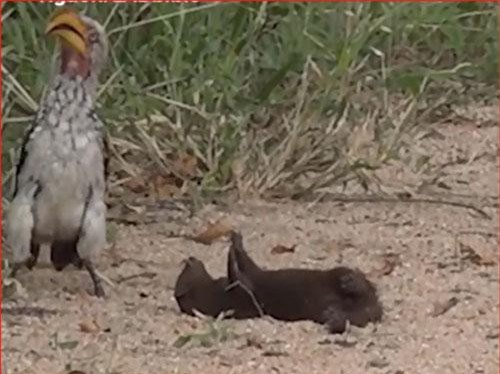 CLIP: Cầy Mongoose giả vờ chết trước mặt chim vô cùng hài hước
