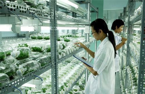 TP.HCM: Ngoại thành “cất cánh” nhờ nông nghiệp công nghệ cao