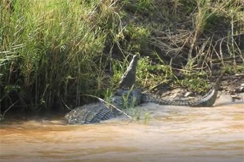 CLIP: Màn sát hại đồng loại đẫm máu của cá sấu