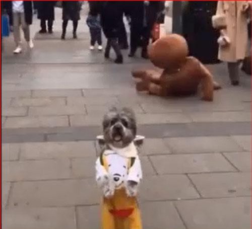 CLIP: Hậu quả khôn lường của việc đi đường mải ngắm gái xinh