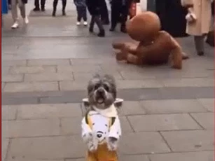 CLIP: Hậu quả khôn lường của việc đi đường mải ngắm gái xinh