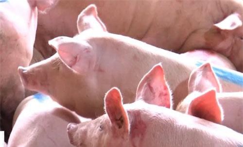 3 nguyên nhân chính khiến tả lợn châu Phi lây lan