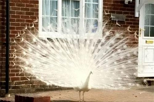 CLIP HOT (17/3): Công bạch tạng ‘náo loạn’ ngôi làng để tìm bạn tình, màn sát hại đồng loại đẫm máu của cá sấu