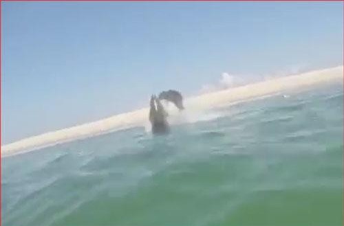 CLIP: Kinh ngạc hải cẩu tấn công cá mập trắng