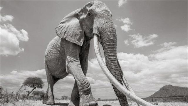 Những hình ảnh cuối cùng về “voi nữ hoàng” có đôi ngà khổng lồ ở Kenya - Ảnh 10. Những hình ảnh cuối cùng về “voi nữ hoàng” có đôi ngà khổng lồ ở Kenya - Ảnh 10.