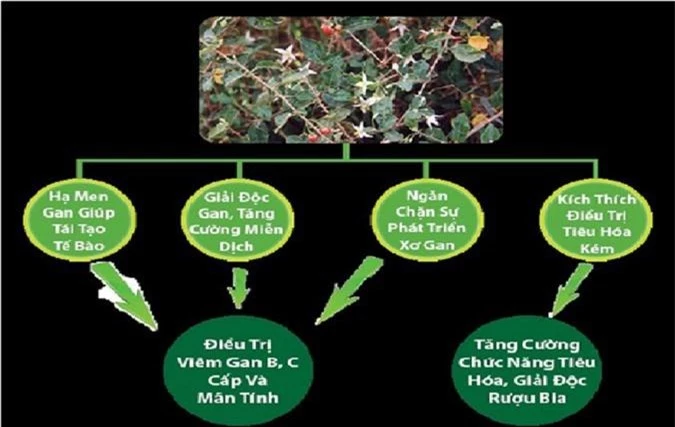 Một số tác dụng của cà gai leo đối với chức năng gan.