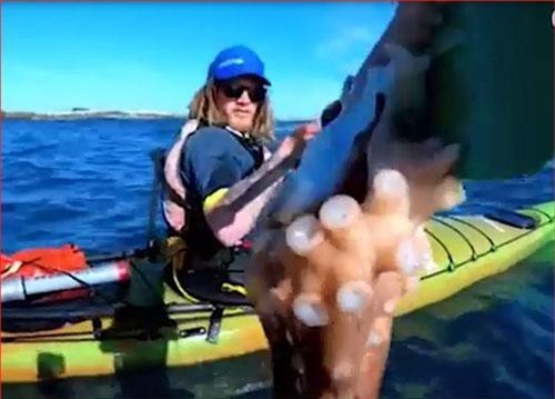 CLIP: Hải cẩu ngoạm bạch tuộc quật thẳng vào mặt người chèo thuyền